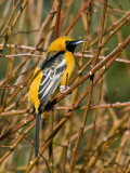 Hooded Oriole