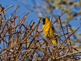 Hooded Oriole