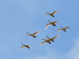 Tundra Swan