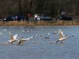 Tundra Swan