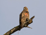 Red-tailed Hawk