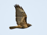 Red-tailed Hawk
