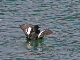 Pigeon Guillemot