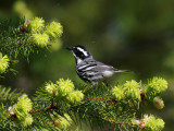 Black-throated Gray Warbler