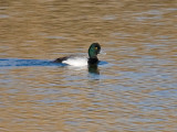 Lesser Scaup