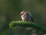 Bushtit