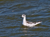 Red-necked Phalarope