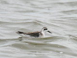 Red-necked Phalarope