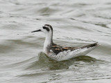 Red-necked Phalarope