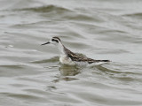 Red-necked Phalarope