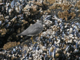 Wandering Tattler