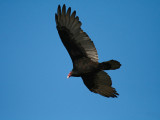 Turkey Vulture