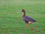 Greater White-fronted Goose
