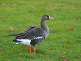 Greater White-fronted Goose