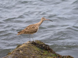 Whimbrel