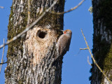 Northern Flicker