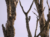 Acorn Woodpecker