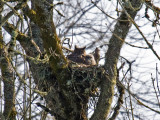 Great Horned Owl and chick