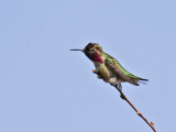 Annas Hummingbird