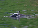 Ring-necked Duck