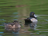 Ring-necked Duck