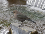 Brewers Blackbird