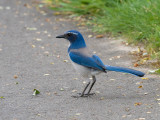 Western Scrub-Jay