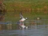 Bufflehead