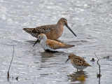 Long-billed Dowitcher, Dunlin, Least Sandpiper