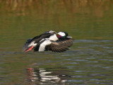 Bufflehead