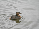 Pied-billed Grebe