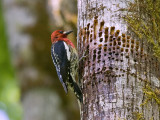 Red-breasted Sapsucker