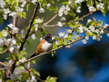 Spotted Towhee