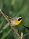 Common Yellowthroat