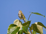 Savannah Sparrow