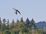 eagle kills goose