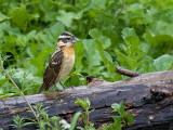 Black-headed Grosbeak