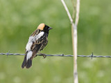 Bobolink