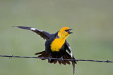 Yellow-headed Blackbird