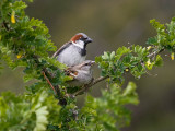 House Sparrow