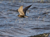 Black Tern