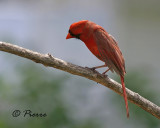 Cardinal Rouge b