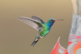 Hummingbird_Broad-billed HS4_6080.jpg