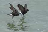 Storm-Petrel Wilsons HS5_2422.jpg