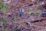 Sparrow_White-throated HS3_3879.jpg