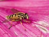 Europian Hoverflies