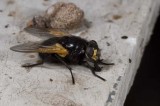 Europian Flies