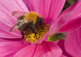 Bees and Bumble bees
