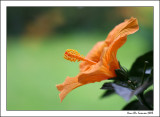 Tropical hibiscus