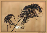 Decay